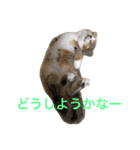 マンチカンの子猫ちゃん（個別スタンプ：9）