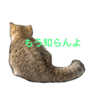 マンチカンの子猫ちゃん（個別スタンプ：10）