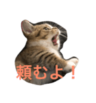 マンチカンの子猫ちゃん（個別スタンプ：12）