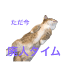 マンチカンの子猫ちゃん（個別スタンプ：13）