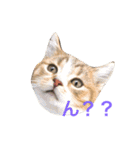 マンチカンの子猫ちゃん（個別スタンプ：14）