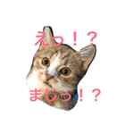 マンチカンの子猫ちゃん（個別スタンプ：16）