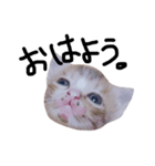 ねこさまスタンプ。（個別スタンプ：1）