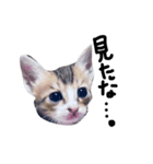 ねこさまスタンプ。（個別スタンプ：4）