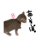 ねこさまスタンプ。（個別スタンプ：5）