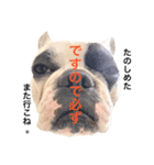 愛しのフレブル（個別スタンプ：2）