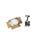 ららちゃん Ver.1（個別スタンプ：9）