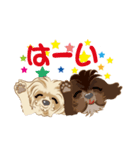 ミックス犬 シープーとペキプー（個別スタンプ：2）