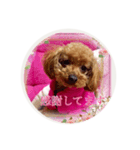 レックストイプードル（個別スタンプ：3）