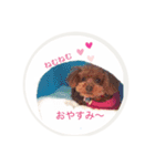 レックストイプードル（個別スタンプ：5）
