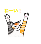 日常で使える三毛猫（個別スタンプ：1）