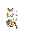 日常で使える三毛猫（個別スタンプ：11）