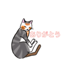 日常で使える三毛猫（個別スタンプ：19）