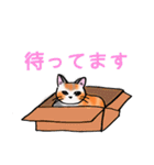 日常で使える三毛猫（個別スタンプ：28）