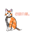 日常で使える三毛猫（個別スタンプ：29）