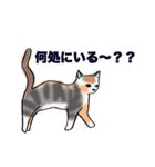 日常で使える三毛猫（個別スタンプ：32）