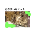 キジトラずんさん（個別スタンプ：1）