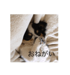 ゆずちゃんチワワ（個別スタンプ：1）
