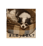 ゆずちゃんチワワ（個別スタンプ：4）