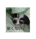 ゆずちゃんチワワ（個別スタンプ：5）