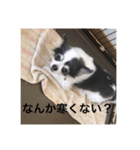 ゆずちゃんチワワ（個別スタンプ：7）