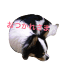ゆずちゃんチワワ（個別スタンプ：8）