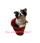 ゆずちゃんチワワ（個別スタンプ：11）