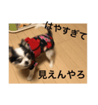 ゆずちゃんチワワ（個別スタンプ：13）