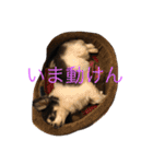 ゆずちゃんチワワ（個別スタンプ：15）