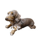 わんたっちゃぶる（個別スタンプ：6）