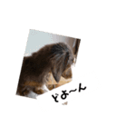 わんたっちゃぶる（個別スタンプ：7）