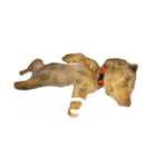 わんたっちゃぶる（個別スタンプ：10）