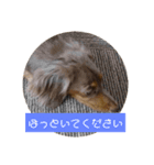 わんたっちゃぶる（個別スタンプ：14）