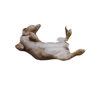 わんたっちゃぶる（個別スタンプ：16）
