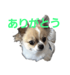きりぼんぼん（個別スタンプ：13）