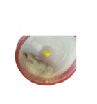 ハムスターのチューさん（個別スタンプ：13）