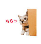 ふくまる君（個別スタンプ：15）