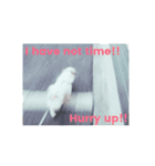 ジャック、ラッセル、テリア（個別スタンプ：2）