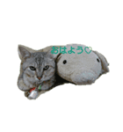 しおちゃん.（個別スタンプ：3）