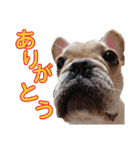 愛犬ごんたのスタンプ（個別スタンプ：1）
