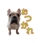 愛犬ごんたのスタンプ（個別スタンプ：2）