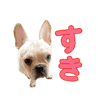 愛犬ごんたのスタンプ（個別スタンプ：3）