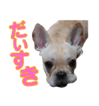 愛犬ごんたのスタンプ（個別スタンプ：4）