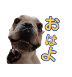 愛犬ごんたのスタンプ（個別スタンプ：5）