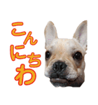 愛犬ごんたのスタンプ（個別スタンプ：6）