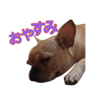 愛犬ごんたのスタンプ（個別スタンプ：7）