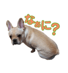 愛犬ごんたのスタンプ（個別スタンプ：10）