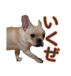 愛犬ごんたのスタンプ（個別スタンプ：11）