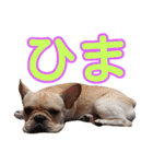 愛犬ごんたのスタンプ（個別スタンプ：12）