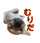 愛犬ごんたのスタンプ（個別スタンプ：14）